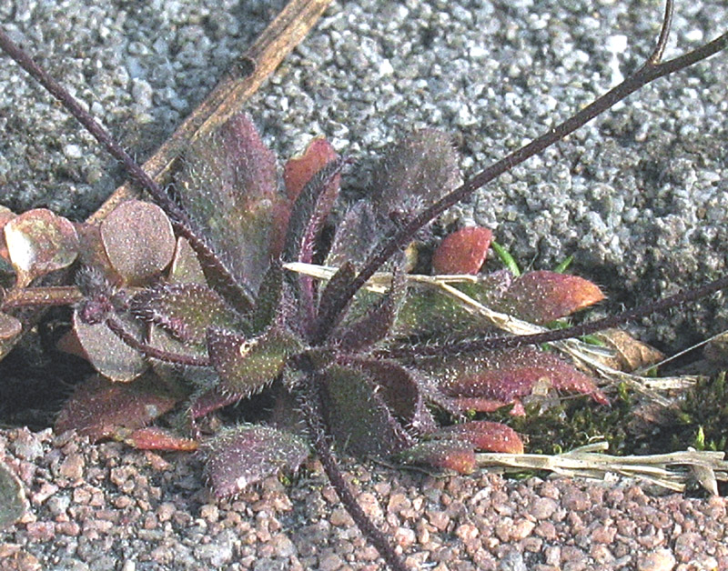 Erophila verna (L.) Chevall. (c) subsp. praecox (Steven) P.